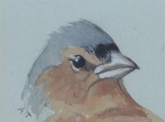 Archibald Thorburn (1860-1935) Head of a Cock Chaffinch 1.75 x 2.25in.